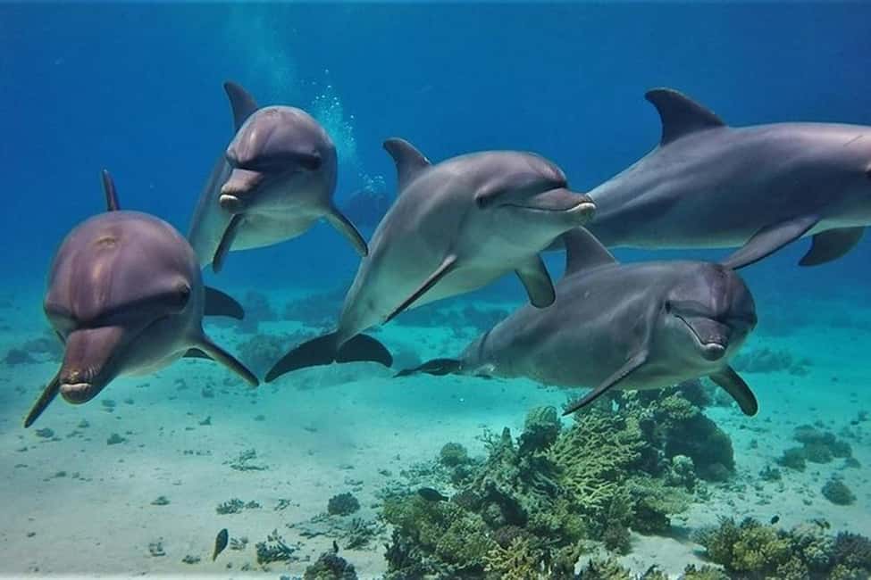 Hurghada: Dolphin & Coral Reef Snorkeling Tour with Lunch - Dolphin Spotting From Hurghada: What You Can Expect to See