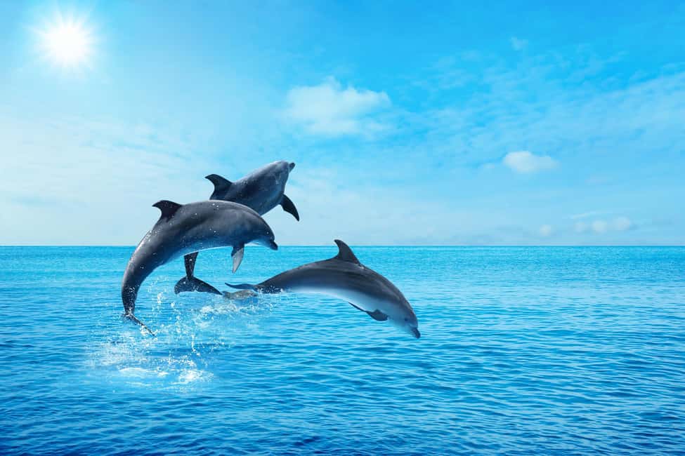 Hurghada: Dolphin & Coral Reef Snorkeling Tour with Lunch - Guides, Groups, and Timing: The Stuff That Makes or Breaks Your Mood
