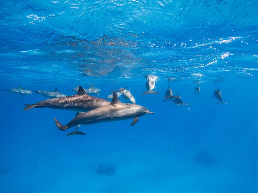 Hurghada: Dolphin & Coral Reef Snorkeling Tour with Lunch - FAQ