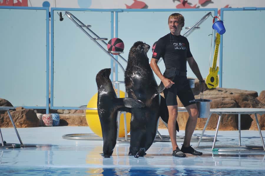 Hurghada: Dolphin World Show with Walruses and Pickup - Key highlights I’d center on