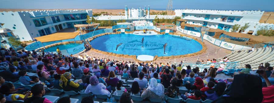 Hurghada: Dolphin World Show with Walruses and Pickup - Dolphin World in Hurghada: what this 10:30 show feels like
