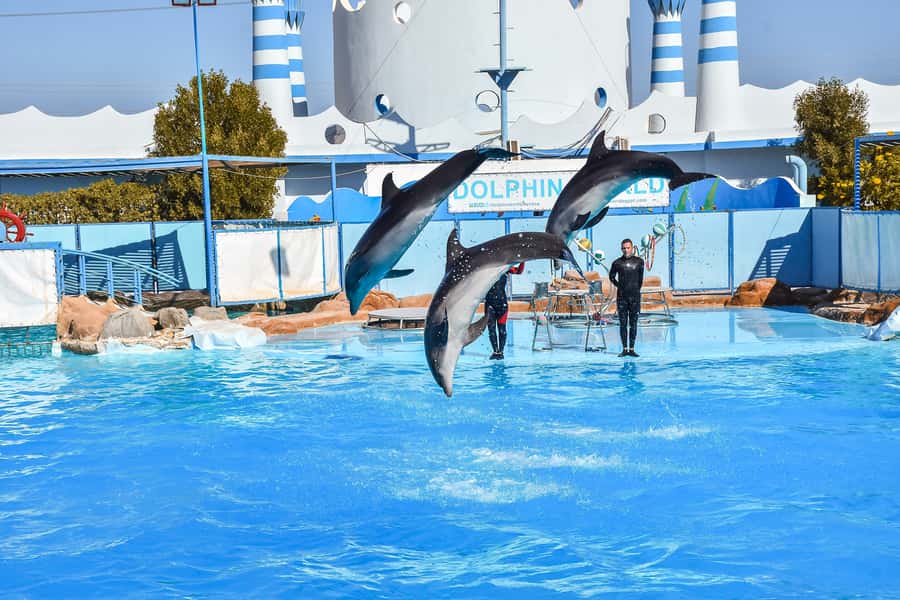 Hurghada: Dolphin World Show with Walruses and Pickup - After the show: walking the facility, seeing more animals, and surviving the souvenir zone