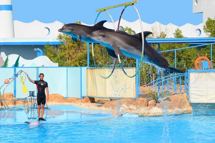Hurghada: Dolphin World Show with Walruses and Pickup - Optional swimming with dolphins and photo packages: where costs can spike