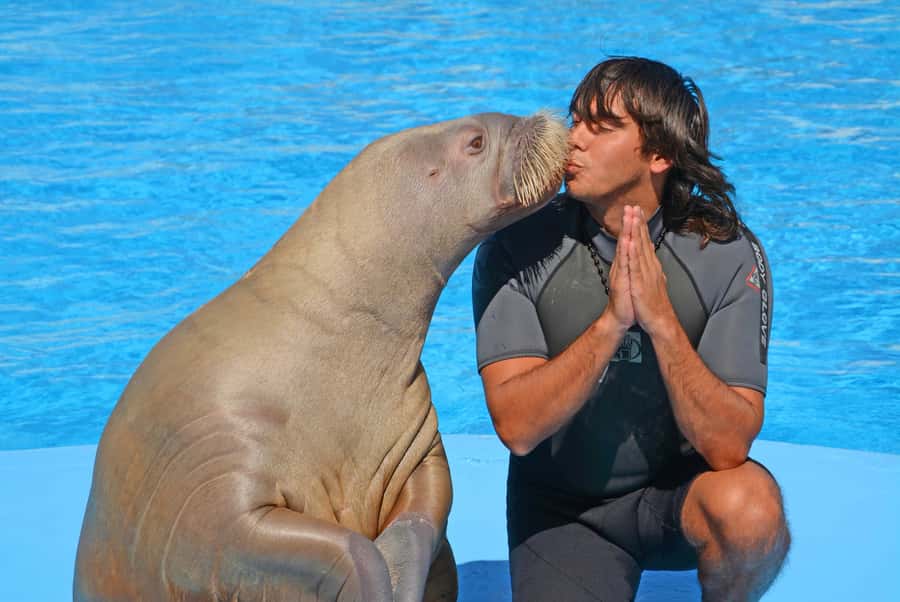 Hurghada: Dolphin World Show with Walruses and Pickup - Who should book Dolphin World (and who might skip it)