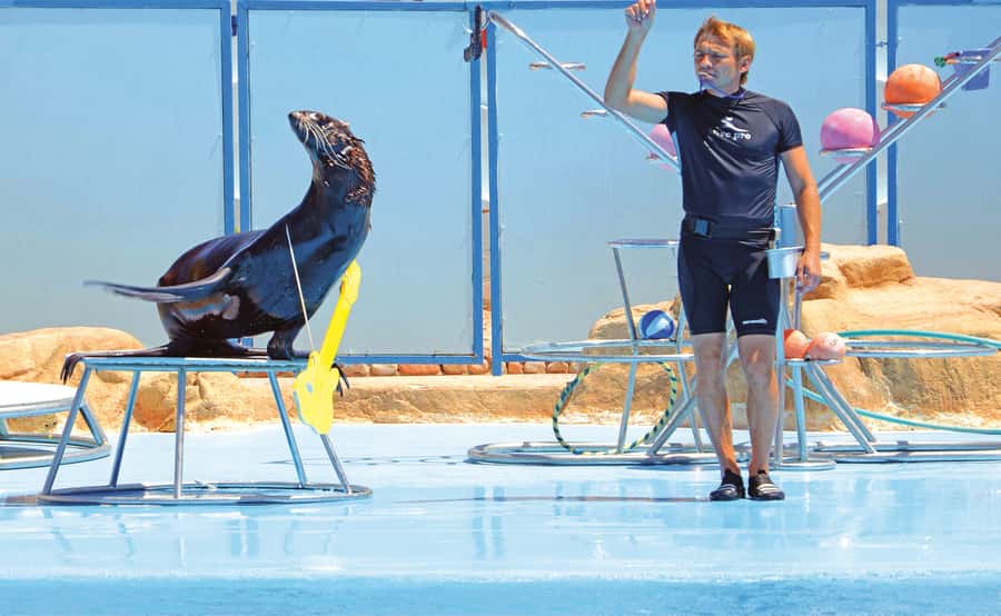Hurghada: Dolphin World Show with Walruses and Pickup - Should you book the Hurghada Dolphin World show?