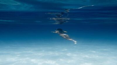 Hurghada: Luxury Orange Bay w/Snorkeling, Massage and Diving - Pickup, Timing, and the Small-Group Advantage