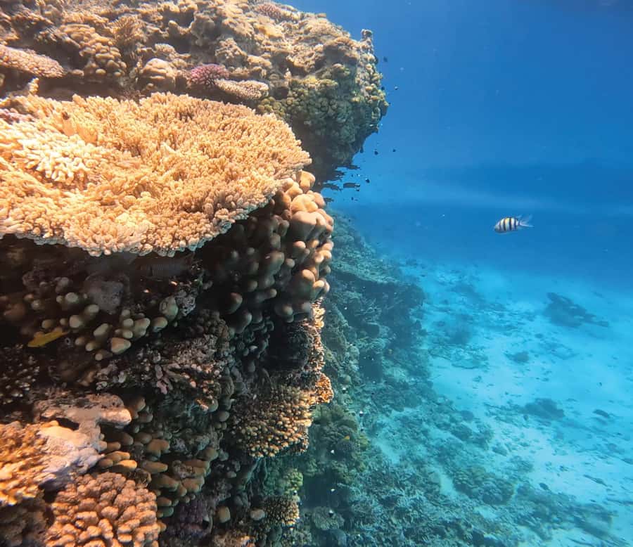 Hurghada: Premium Orange Island Cruise with Lunch & Transfer - Getting picked up in Hurghada: what’s convenient and what to expect