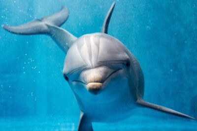 Hurghada: Private 4 Hours Speedboat Dolphin House Snorkling Tour - How the speedboat day is set up (and why it matters)