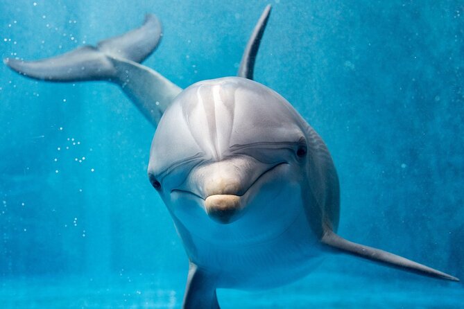 Hurghada: Private 4 Hours Speedboat Dolphin House Snorkling Tour - How the speedboat day is set up (and why it matters)
