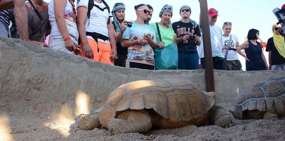 Hurghada: Quad Bike, Camel, Show, Dinner, & Stargazing Trip - Evening Program: Oriental Dinner, Dance Show, and Real Night-Sky Stargazing