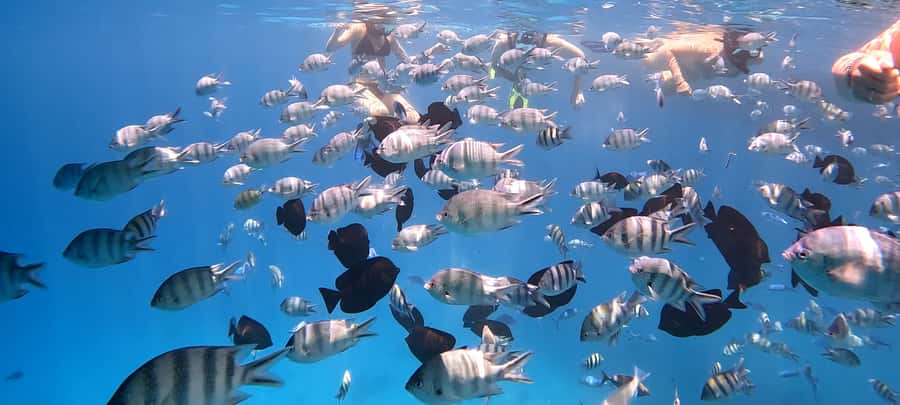 Hurghada: White Island Speedboat Tour, Snorkeling, & Lunch - Who should book this White Island / Giftun / Nemo combo?