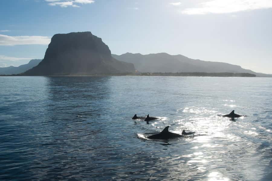 Île aux Bénitiers: Snorkeling w/Dolphins Boat Tour & Lunch - Key highlights you should care about