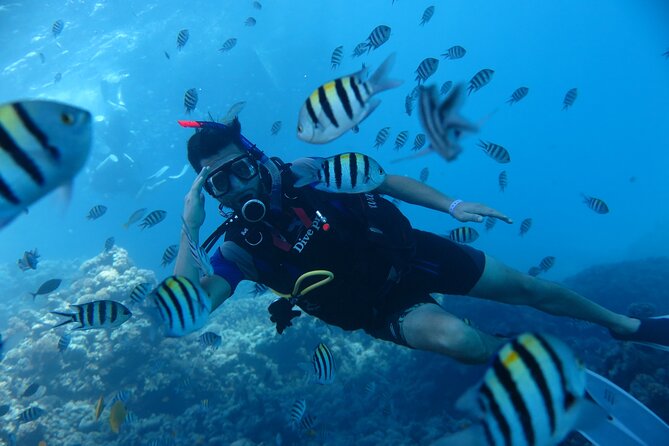 Intro Diving 2 Stops For Beginners with Pick-up and Lunch - Hurghada - Two underwater stops in the Red Sea: what you’ll actually see