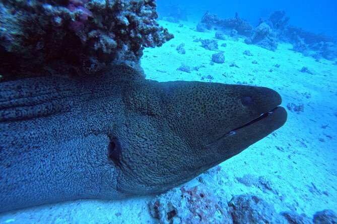 Intro Diving Beginner and Discover Red Sea Underwater - The 90-Minute Surface Interval: Snacks, Coffee/Tea, and a Mental Reset