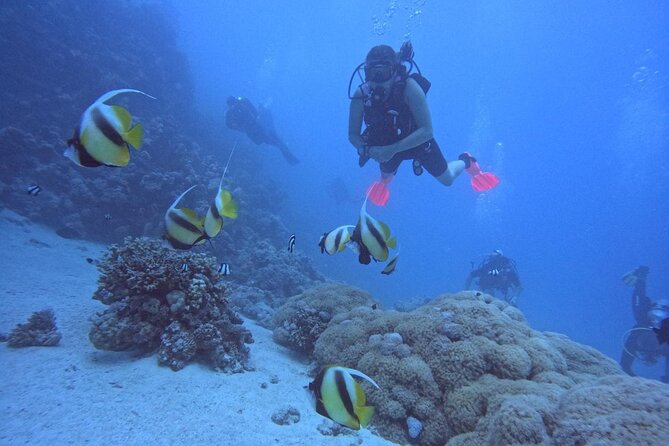 Intro Diving Beginner and Discover Red Sea Underwater - Two Red Sea Spots (Abu Ramada or Small Giftun): Why This Format Works