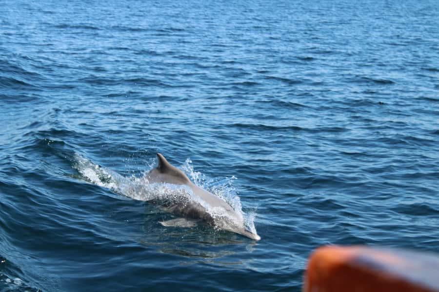 Khasab: Half-Day Dhow Cruise, Dolphin Watching, & Snorkeling - Khasab Dhow Cruise Snapshot: What You’re Really Paying For