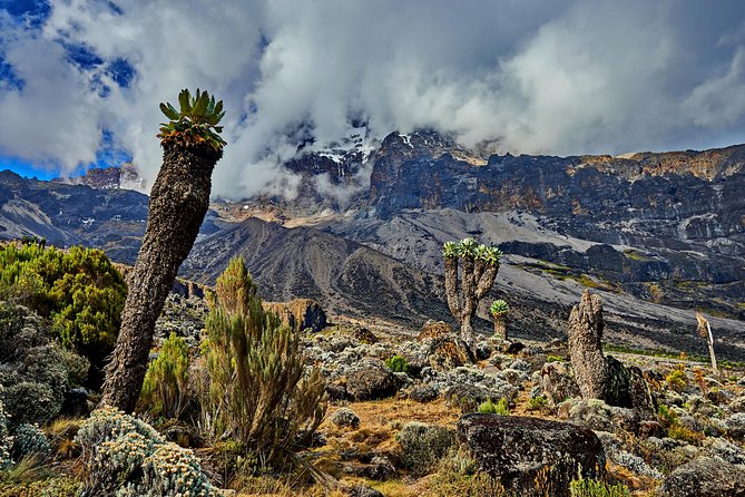 Kilimanjaro climb by Lemosho Route (7-day) - Moshi Setup: JRO Transfers and Aishi Machame Hotel Reality Check