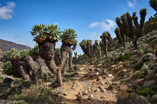 Kilimanjaro climb by Lemosho Route (7-day) - Barranco Wall, Kibo Photos, and Karanga: The Middle Challenge That Builds Confidence