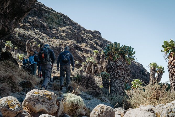 Kilimanjaro climb, Machame Route (7-day) - Uhuru Peak and the Descent to Millennium Camp: Simple Steps, Hard Altitude