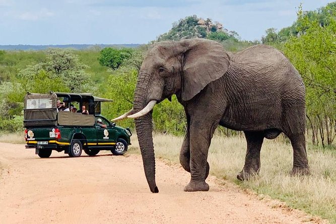Kruger National Park Full Day Private safari - Key points to know before you go