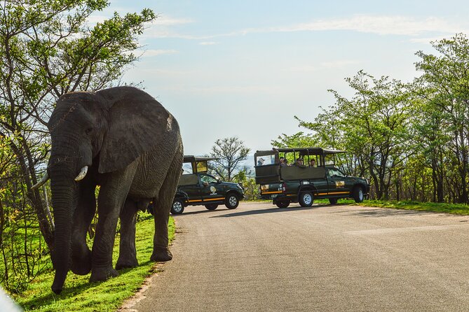 Kruger National Park Full Day Private safari - How the Morning Works: Breakfast Packs and First Drive