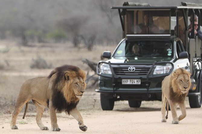 Kruger National Park Full Day Private safari - Inside the Park: Maximizing Wildlife Sightings Without Rushing