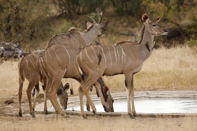 Kruger National Park Full Day Private safari - Lunch at Rest Camps: What’s Included and What Costs Extra