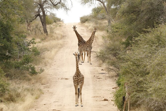 Kruger National Park Full Day Private safari - What You’ll See: More Than Just the Big Five
