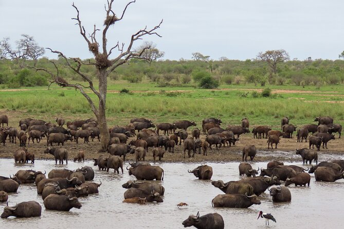Kruger National Park - Private full day Safari trip. - A one-day Kruger safari that still feels personal