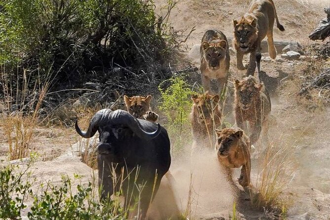 Kruger National Park - Private full day Safari trip. - Price and logistics: what $166.79 really covers