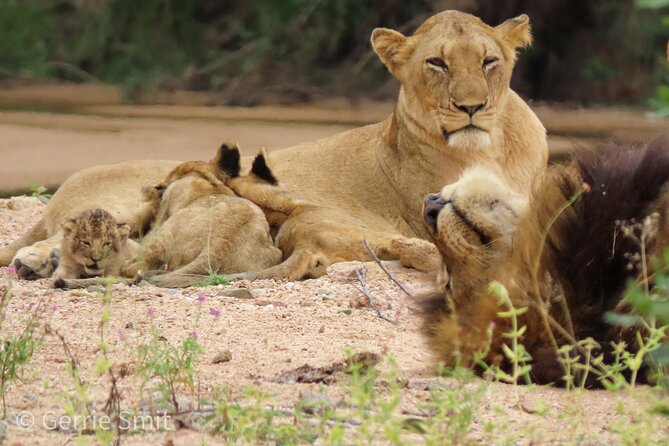 Kruger National Park - Private full day Safari trip. - What to expect from the day (beyond the animal list)