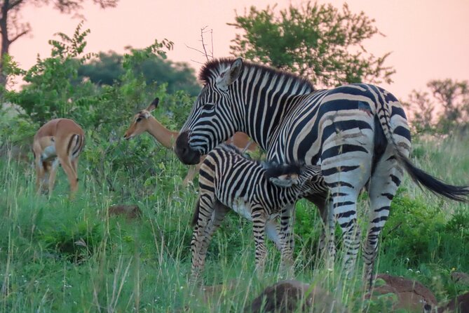 Kruger National Park - Private full day Safari trip. - Who this safari fits best