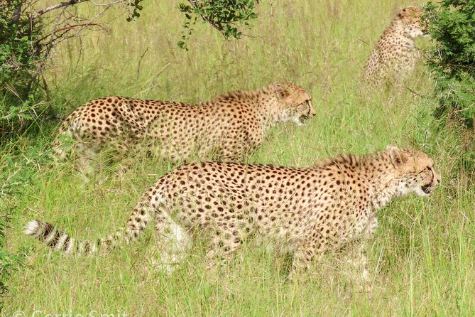 Kruger National Park - Private full day Safari trip. - Should you book this private full-day Kruger trip?