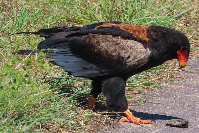 Kruger National Park - Private full day Safari trip. - Why a private guide changes your odds