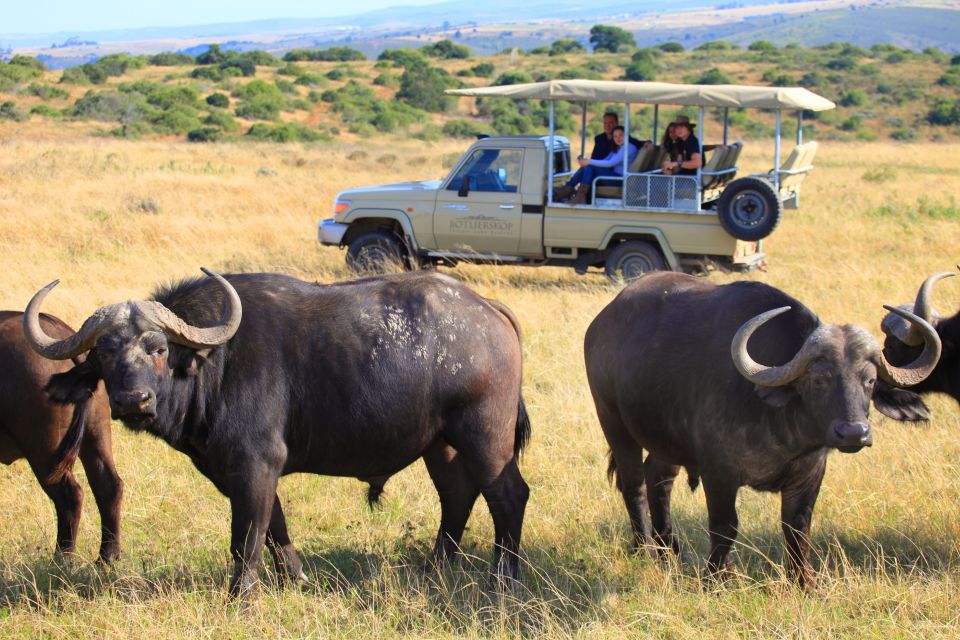 Little Brak River: Botlierskop Guided Game Drive - Key Things I’d Focus On Before You Go