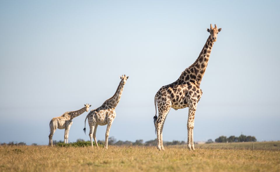 Little Brak River: Botlierskop Guided Game Drive - Where Botlierskop Fits on a Western Cape Trip