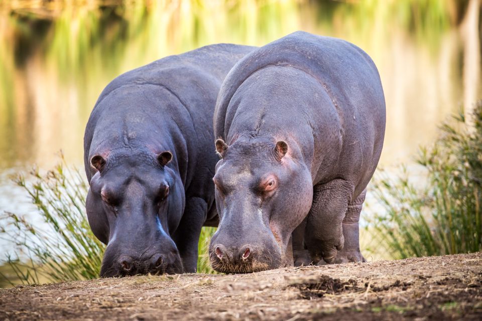 Little Brak River: Botlierskop Guided Game Drive - Animals You’ll Actually Hope to See (And What If You Don’t)