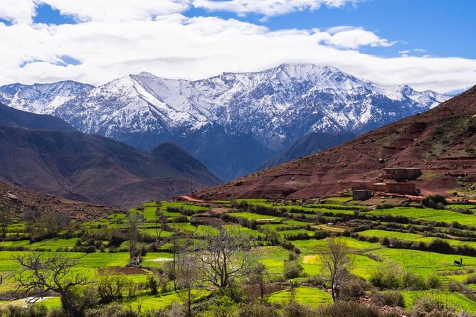 Lunch in the High Atlas: Ourika Valley Waterfalls & 3 Valleys - Dinner under the stars: 3 courses of Moroccan comfort food