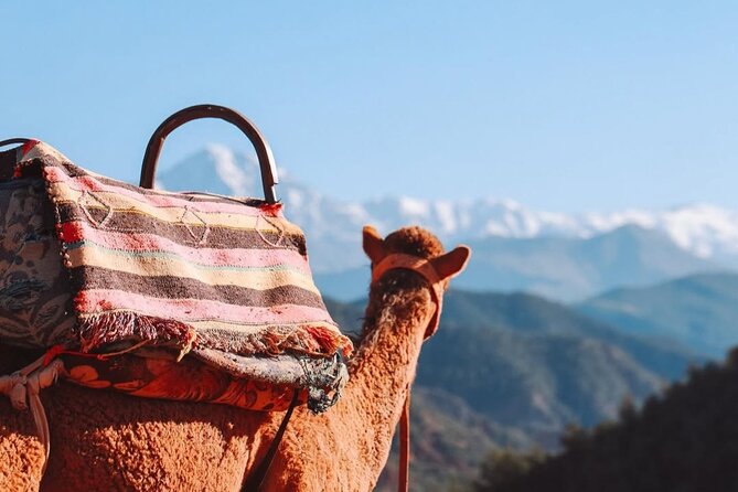Lunch in the High Atlas: Ourika Valley Waterfalls & 3 Valleys - Why the guides matter: small details that change the night