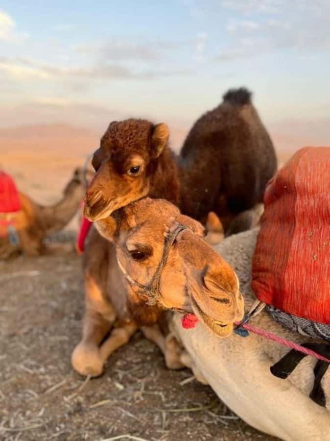 Lunch & Swimming Camel Ride and Quad Biking in Agafay - Price and value: what $28 buys you in Marrakech time