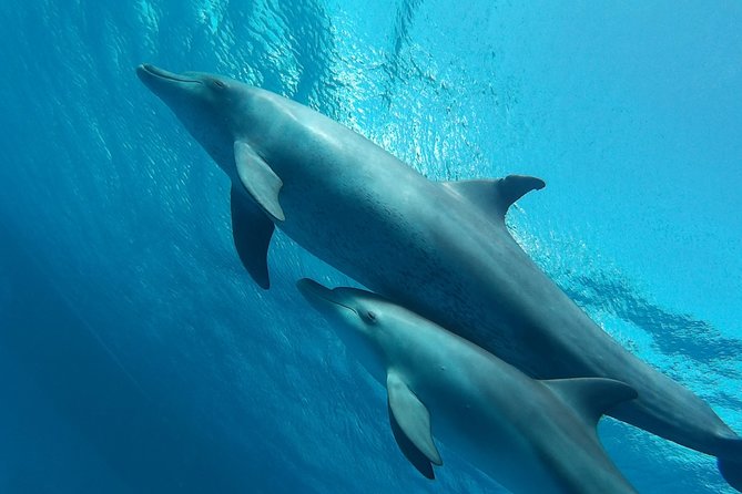Luxury Cruise inc. Snorkeling/Massage/Island/water sport & Lunch - One Morning, Six Activities on the Red Sea