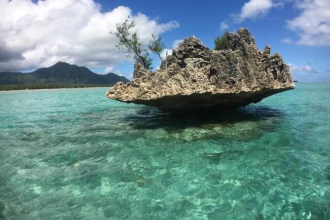 Lydia Boat Mauritius :Private boat tour:Whales&Dolphins encounter - Extra Wildlife Moments: Turtles and Sometimes Whales