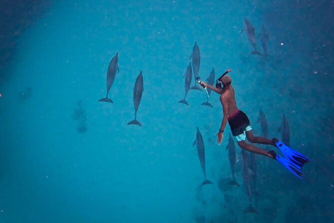 Lydia Boat Mauritius :Private boat tour:Whales&Dolphins encounter - What the Private Setup Really Changes for Your Day
