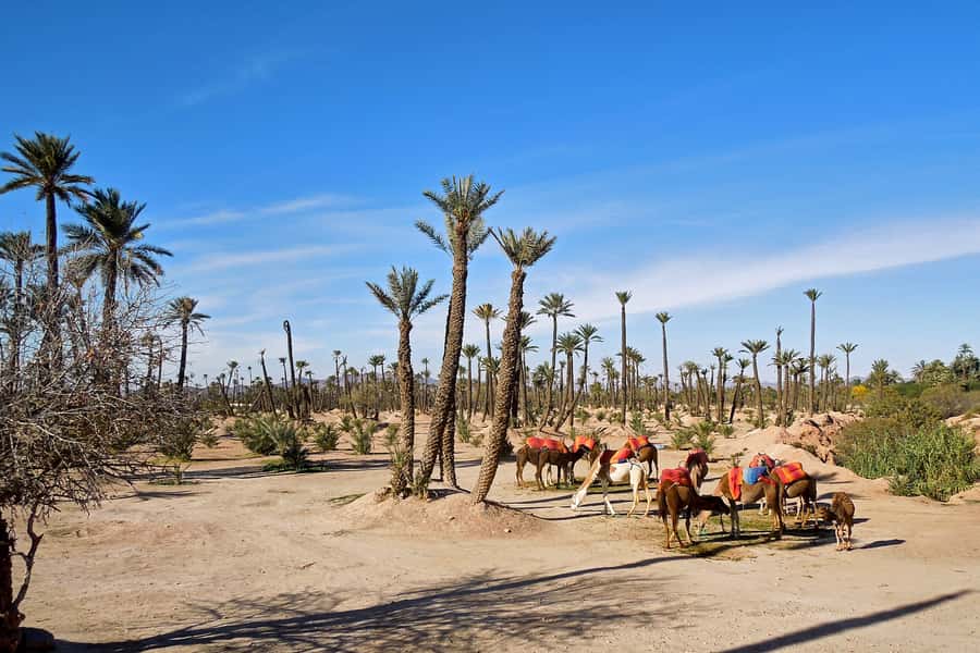 Marrakech: 2-Hour Quad Bike & Camel Ride in Palmeraie - Guides and Group Feel: The Part That Makes It Fun