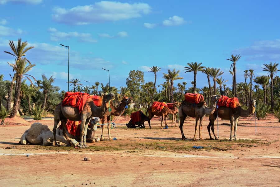 Marrakech: 2-Hour Quad Bike & Camel Ride in Palmeraie - Common Snags: What Could Go Wrong (and How to Fix It)