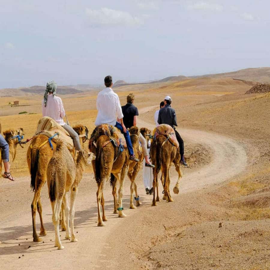 Marrakech: Agafay Desert Dinner with Music and Fire Show - Key Highlights You’ll Care About