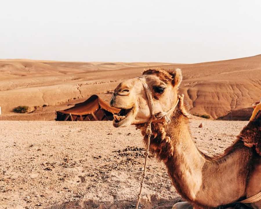 Marrakech: Agafay Desert, Lunch, Camel Ride, & Swimming Pool - Key points to know before you go