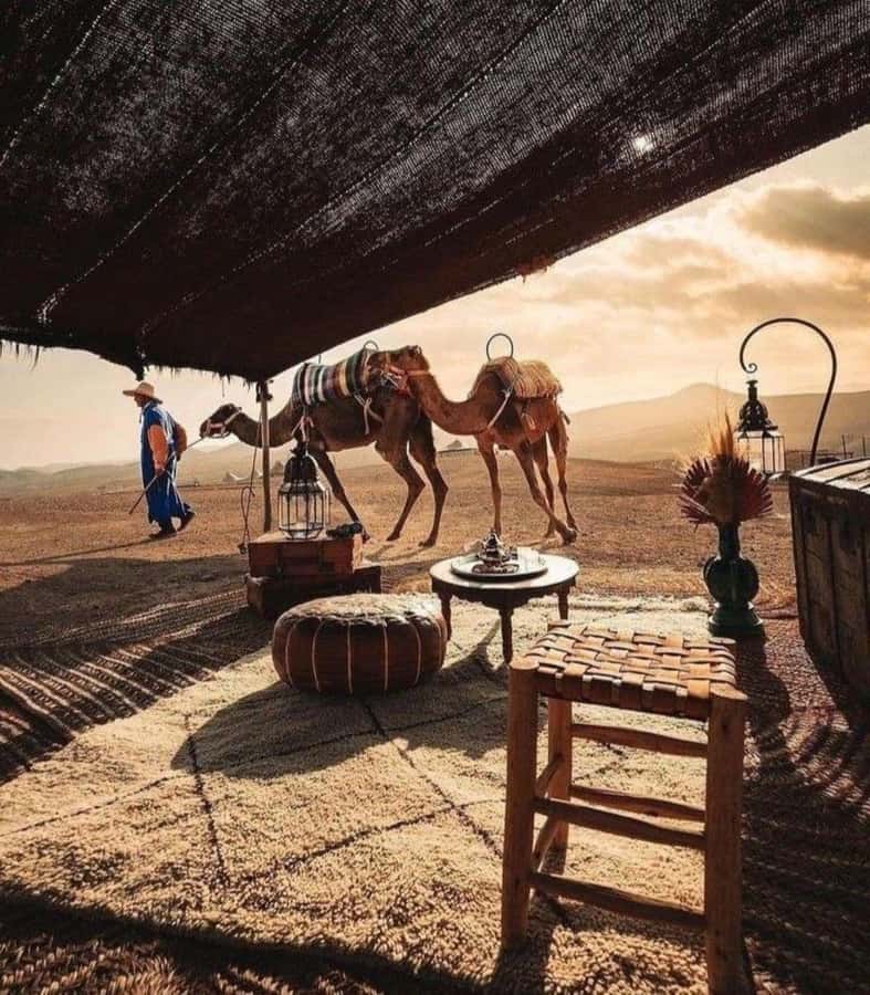 Marrakech: Camel & Quad Bike Tour with Sunset, Dinner & Show - Who should book this Marrakech Agafay tour
