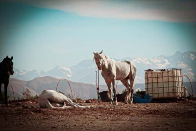 Marrakech: Camel Ride, Dinner, Pool, and Fire Show in Agafay - The camel ride: why 20 minutes can still feel like a win