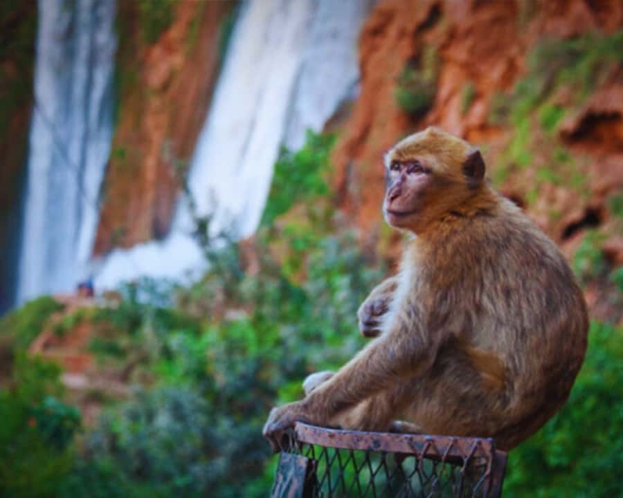 Marrakech: Day Tour to Ouzoud Waterfalls with Boat Trip - Berber tagine by the falls: food that changes the vibe